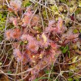 Drosera rotundifolia