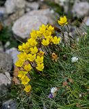 Saxifraga hirculus