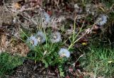 Urospermum picroides. Плодоносящее растение. Египет, мухафаза Кена, г. Луксор, Карнакский храмовый комплекс, в парке под деревьями. 06.05.2023.