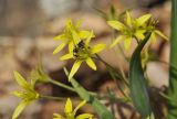 Gagea terraccianoana. Цветки с фуражирующей пчелой. Приморский край, Уссурийский ГО, окр. с. Монакино, широколиственный лес, разрушающиеся скальные породы. 21.04.2024.