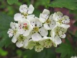 Crataegus lipskyi. Соцветие. Закарпатская обл., Виноградов, Чёрная гора, на опушке дубравы из скального дуба. 5 мая 2008 г.