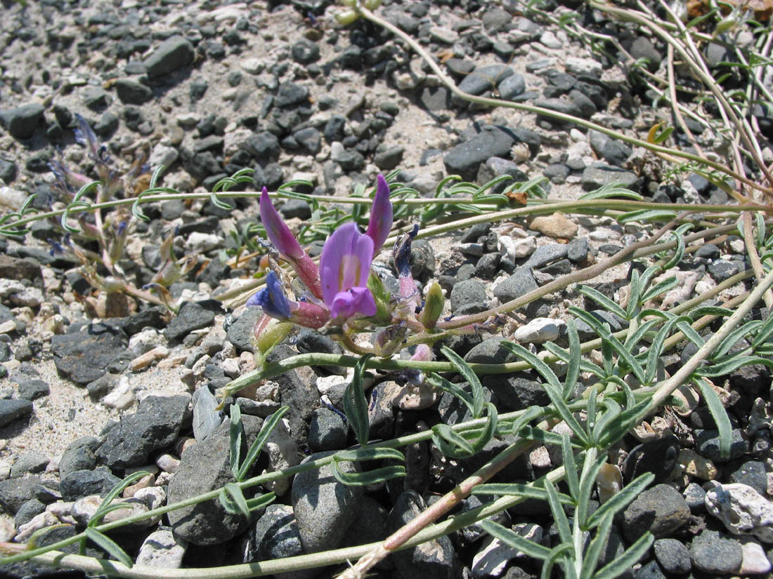 Изображение особи Oxytropis prostrata.