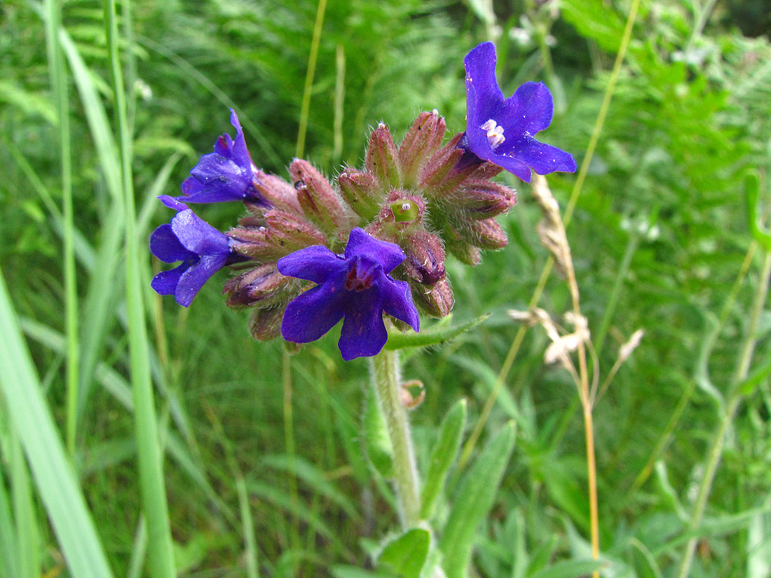 Изображение особи Anchusa officinalis.