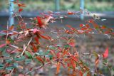 Berberis julianae