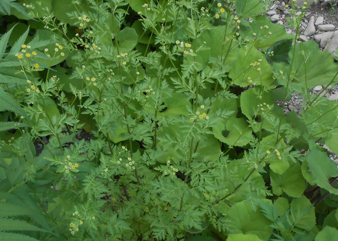 Изображение особи Pyrethrum corymbosum.