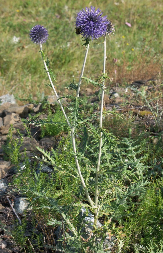 Изображение особи Echinops crispus.