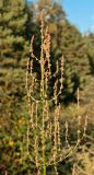 Rumex acetosa