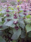 Lamium maculatum