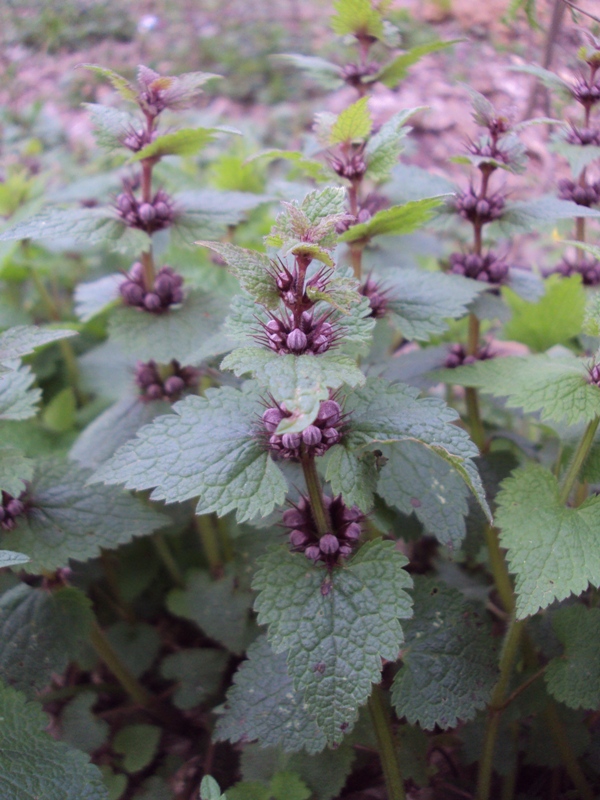 Изображение особи Lamium maculatum.