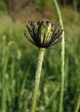 Papaver laevigatum