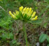 Anthyllis macrocephala