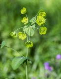 Bupleurum подвид aureum