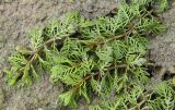 Myriophyllum spicatum