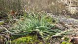 Asphodeline lutea. Вегетирующие растения. Краснодарский край, м/о г. Новороссийск, гора Рябкова, скальное обнажение. 15.02.2015.