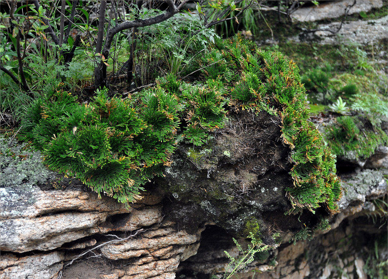 Image of Selaginella tamariscina specimen.