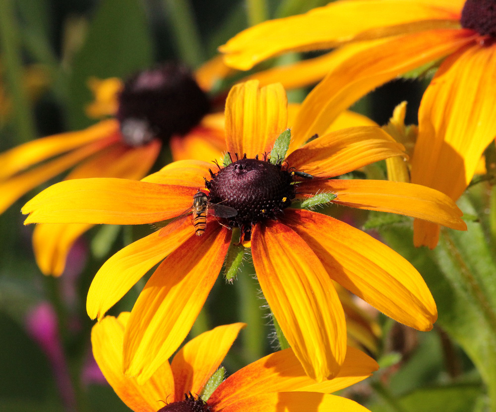 Изображение особи Rudbeckia hirta.