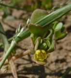 Portulaca oleracea