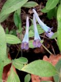 Corydalis ornata. Цветки. Приморский край, окр. г. Уссурийск, холм, заросший дубами. 18.05.2008.