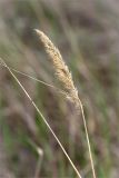 Calamagrostis epigeios