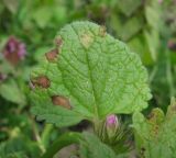 Lamium purpureum