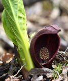 Symplocarpus renifolius