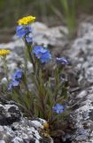 Myosotis lithospermifolia