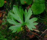 genus Ranunculus