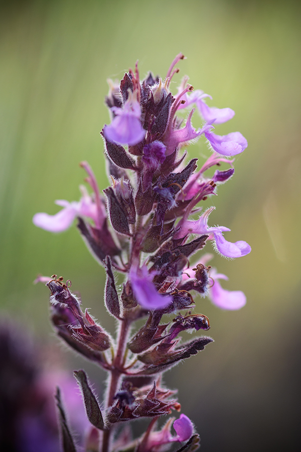 Изображение особи род Teucrium.