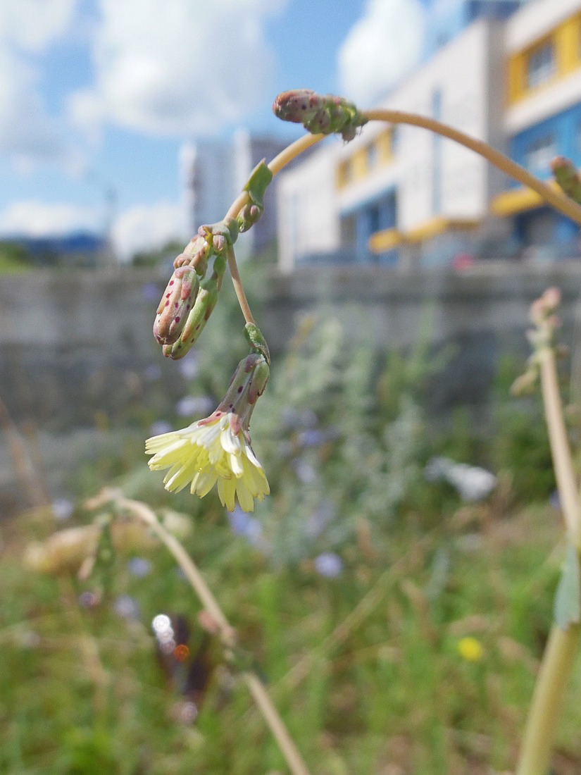 Изображение особи Lactuca serriola.