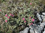 Rhododendron adamsii. Зацветающее растение. Якутия, Нерюнгринский р-н, перевал Тит, щебнистый склон. 22.06.2016.