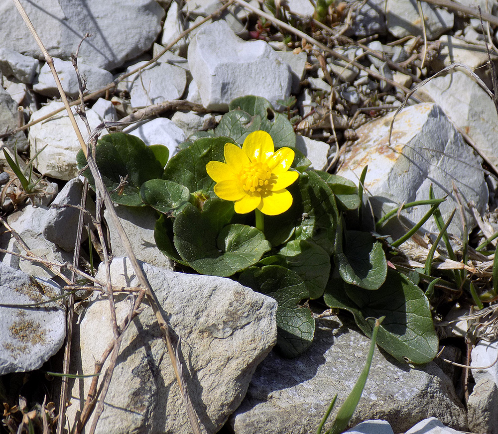 Image of Ficaria calthifolia specimen.