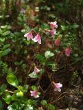 Linnaea borealis. Верхушки цветущих растений. Магаданская обл., Ольский р-н, р. Верхний Омчик, лиственичник в долине. 18.07.2012.