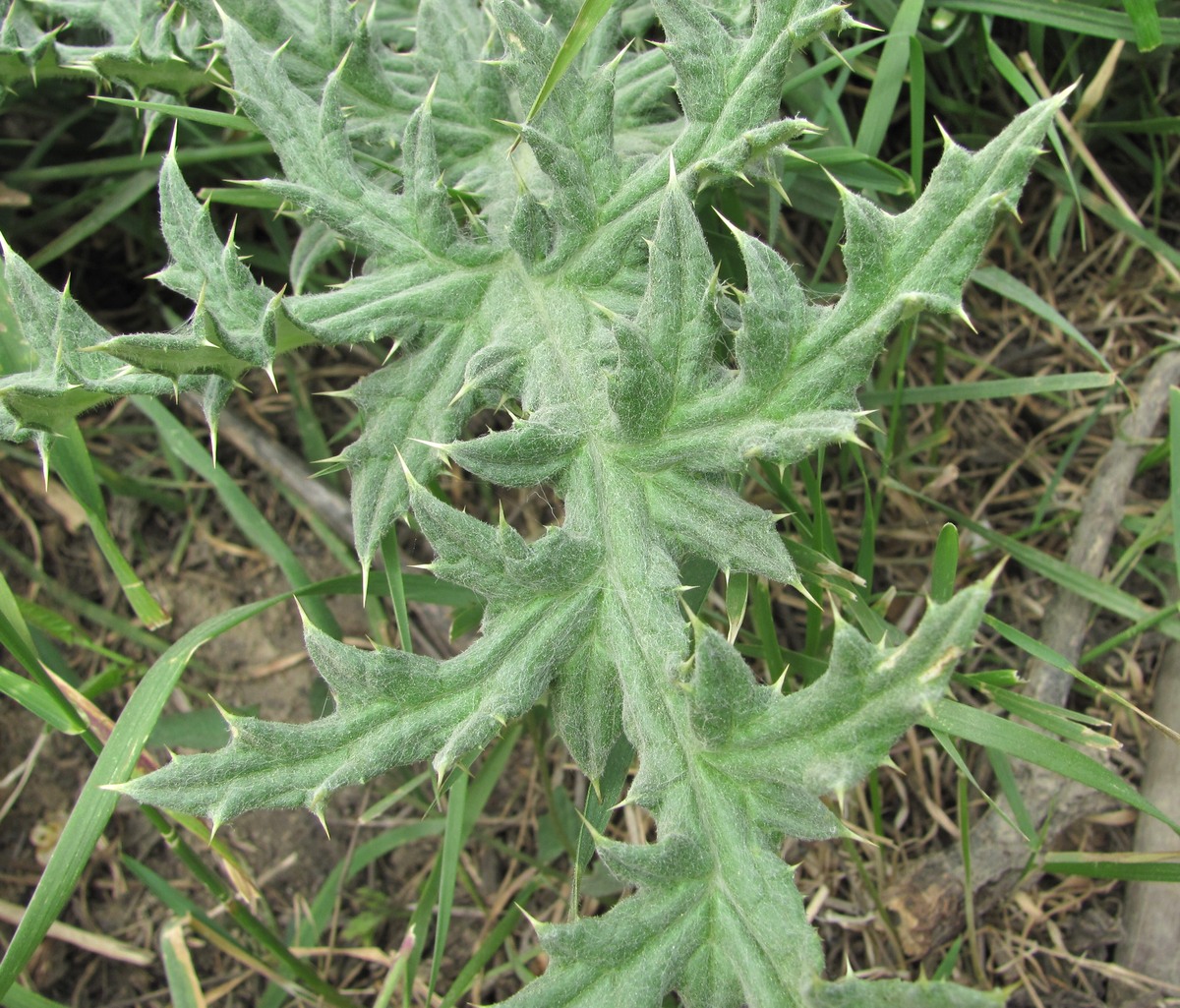 Изображение особи семейство Asteraceae.