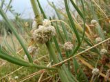 Cuscuta planiflora. Цветущее растение, паразитирующее на Falcaria vulgaris. Краснодарский край, г. Усть-Лабинск, берег р. Кубань, сухой травянистый склон. 16.06.2018.