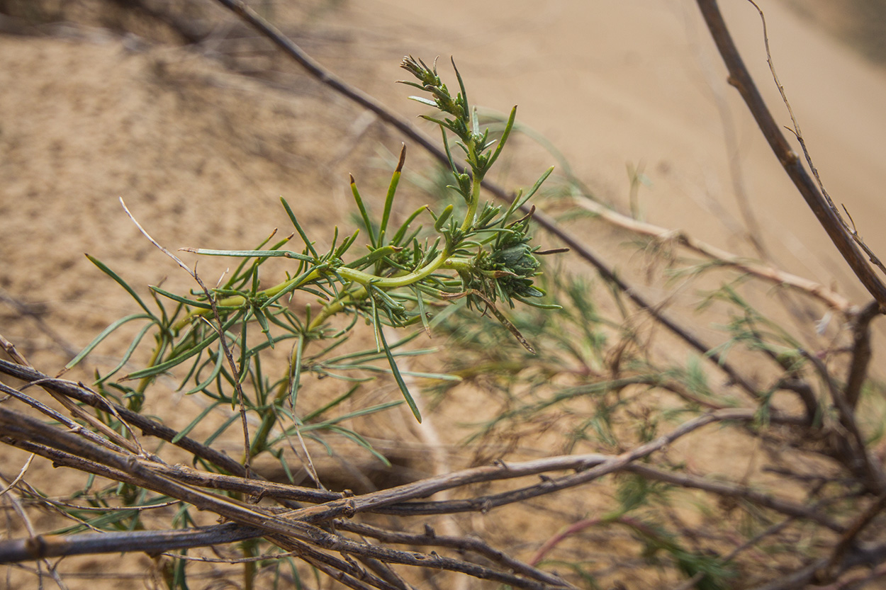 Изображение особи Artemisia tschernieviana.