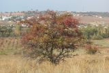 Crataegus taurica