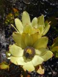 Leucadendron strobilinum