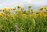 Inula salicina