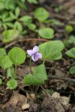 Viola palustris