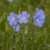 Linum austriacum