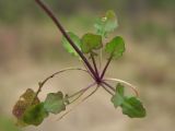 Arabidopsis gemmifera. Нижняя часть растения (прикорневая розетка), извлеченного из земли. Магаданская обл., г. Магадан, окр. мкр-на Снежная Долина, поляна недалеко от жилья. 09.06.2019.