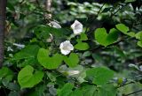 Calystegia silvatica. Часть побега с цветками и бутоном. Сербия, горный массив Златибор, окр. пещеры Стопича, широколиственный лес, на ветви Ulmus. 13.07.2019.