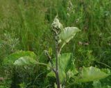 Arctium tomentosum