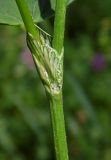 Trifolium pratense. Часть побега с основанием листа. Республика Адыгея, г. Майкоп, южная окраина (северная окраина пос. Краснооктябрьский), правый берег р. Курджипс, луг. 30.05.2020.