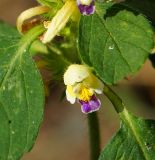 Galeopsis speciosa