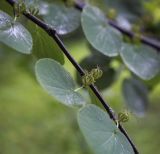 Cercidiphyllum magnificum