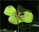 Oxalis tetraphylla