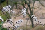 род Clematis. Верхушка ветки с соплодиями. Франция, г. Париж, парк \"Бют-Шомон\", в озеленении. 13.01.2020.