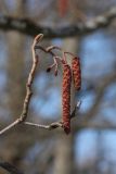 Alnus glutinosa