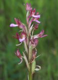 Anacamptis papilionacea subspecies schirwanica. Соцветие с цветками и завязавшимися плодами. Дагестан, Дербентский р-н, 3 км ЮЗ с. Геджух, луговая степь, среди кустарников. 6 мая 2022 г.